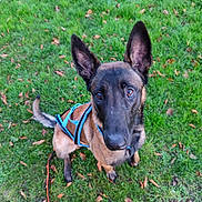 Groot a rejoint le concours — aidez-le/la à gagner de superbes lots ! dog, belgian_malinois, canine, pet, harness, grass, outdoor, animal, ears, leash, brown, black, sitting, looking_up, nature, autumn, leaf, playful, companion, alert