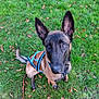 alert, animal, autumn, belgian_malinois, black, brown, canine, companion, dog, ears, grass, harness, leaf, leash, looking_up, nature, outdoor, pet, playful, sitting