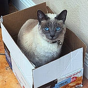Leeloo is registered to the contest to win money with this photo: animal, bell, blue_eyes, box, cardboard_box, cat, collar, curious, cute, domestic_cat, feline, floor, indoor, looking_at_camera, pet, siamese_cat, sitting, tile_floor, wall, whiskers