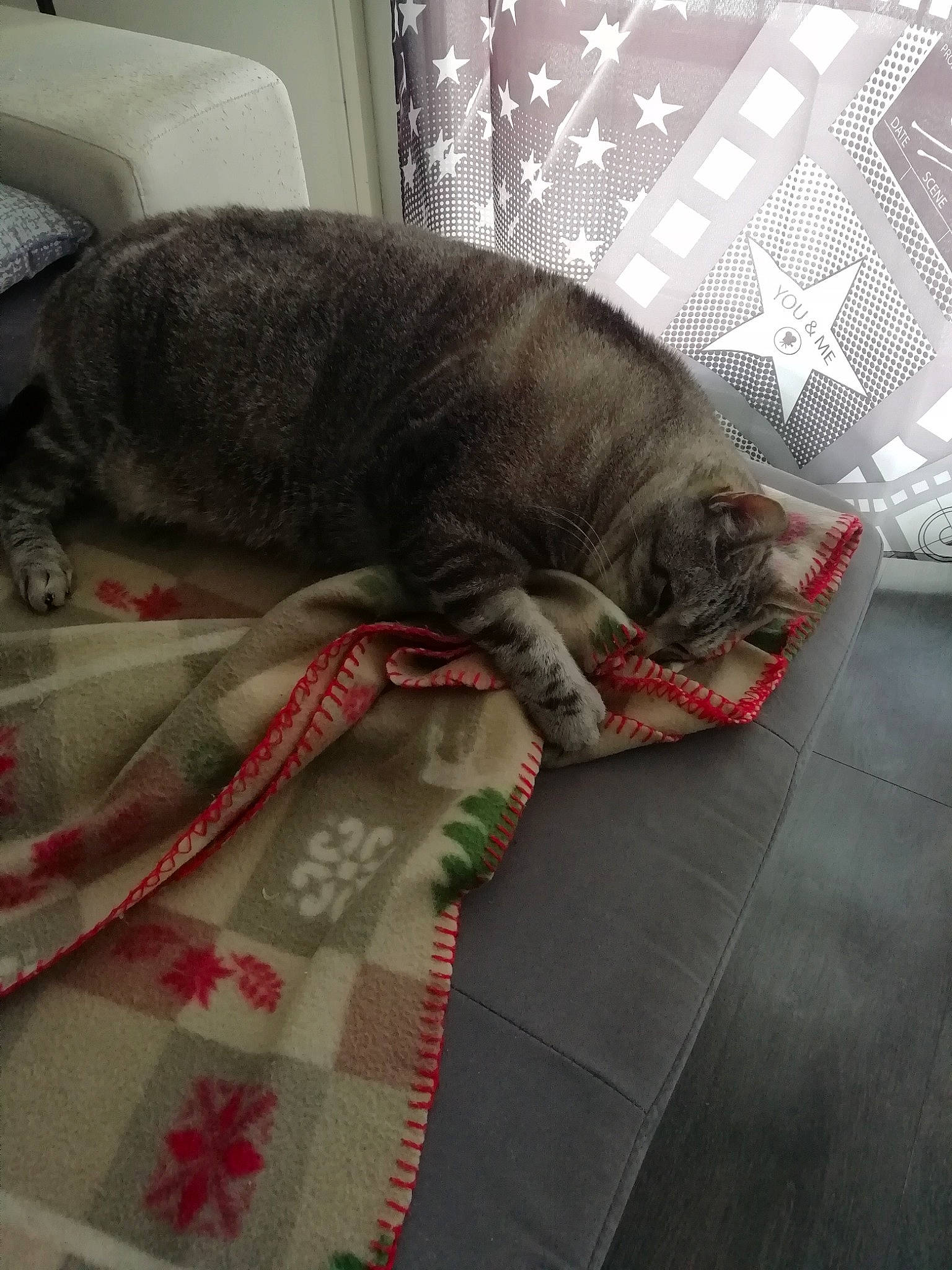 Monaco a rejoint le concours — aidez-le/la à gagner de superbes lots ! carnivore, cat, comfort, domestic_short_haired_cat, felidae, floor, flooring, fur, grey, linens, nap, pattern, paw, room, small_to_medium_sized_cats, tail, whiskers