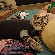Monaco participe au concours pour gagner de l'argent avec cette photo : animal, bed, blanket, cat, comfort, cozy, cute, domestic, feline, fur, household, indoor, pet, pillow, relaxed, resting, sleepwear, striped, tabby, whiskers