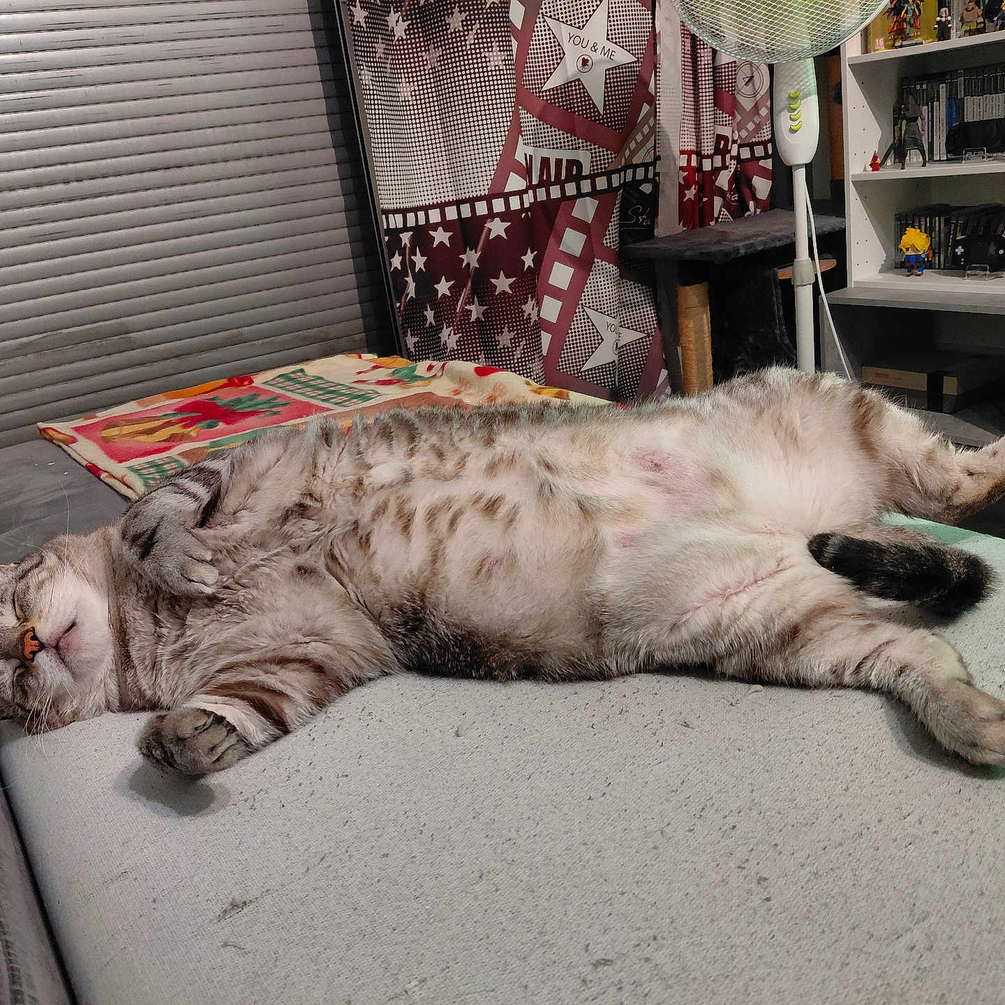 Monaco a rejoint le concours — aidez-le/la à gagner de superbes lots ! cat, tabby_cat, sleeping, couch, indoor, relaxed, furniture, blanket, fan, bookshelf, books, figurines, curtain, patterned_curtain, pet, home, cozy, resting, fur, whiskers