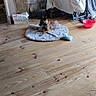 Aiko participe au concours pour gagner de l'argent avec cette photo : dog, pet, indoor, wooden_floor, stone_wall, mat, relaxed, red_bowl, laundry, clothes, room, cozy, floor, domestic, resting, animal, casual, home, household_items, quiet