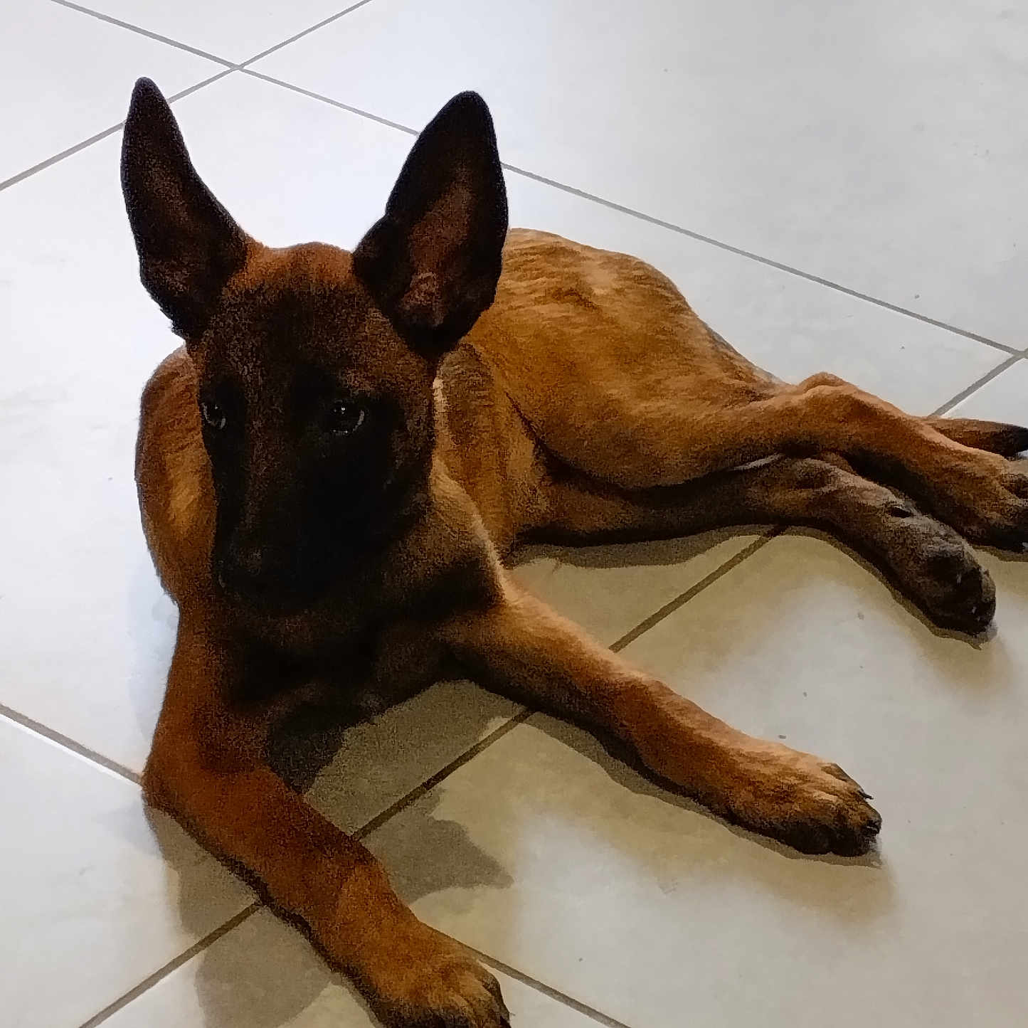 Aiko participe au concours pour gagner de l'argent avec cette photo : dog, brown_dog, indoor, tiled_floor, pet, animal, lying_down, ears, floor, canine, resting, calm, domestic_animal, young_dog, paw, side_view, quiet, companion, cute, relaxed