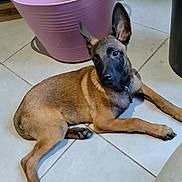Aiko participe au concours pour gagner de l'argent avec cette photo : dog, puppy, floor, tile_floor, pink_bucket, brown_fur, black_face, ears, indoor, pet, animal, collar, curious, resting, looking, canine, domestic, young_dog, side_view, head_tilt