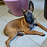 dog, puppy, floor, tile_floor, pink_bucket, brown_fur, black_face, ears, indoor, pet, animal, collar, curious, resting, looking, canine, domestic, young_dog, side_view, head_tilt