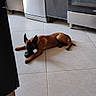 Aiko participe au concours pour gagner de l'argent avec cette photo : dog, puppy, kitchen, floor, tile_floor, appliance, dishwasher, oven, brown_dog, pet, indoor, chewing, lying_down, animal, domestic_animal, home, cabinet, shadow, object, quiet