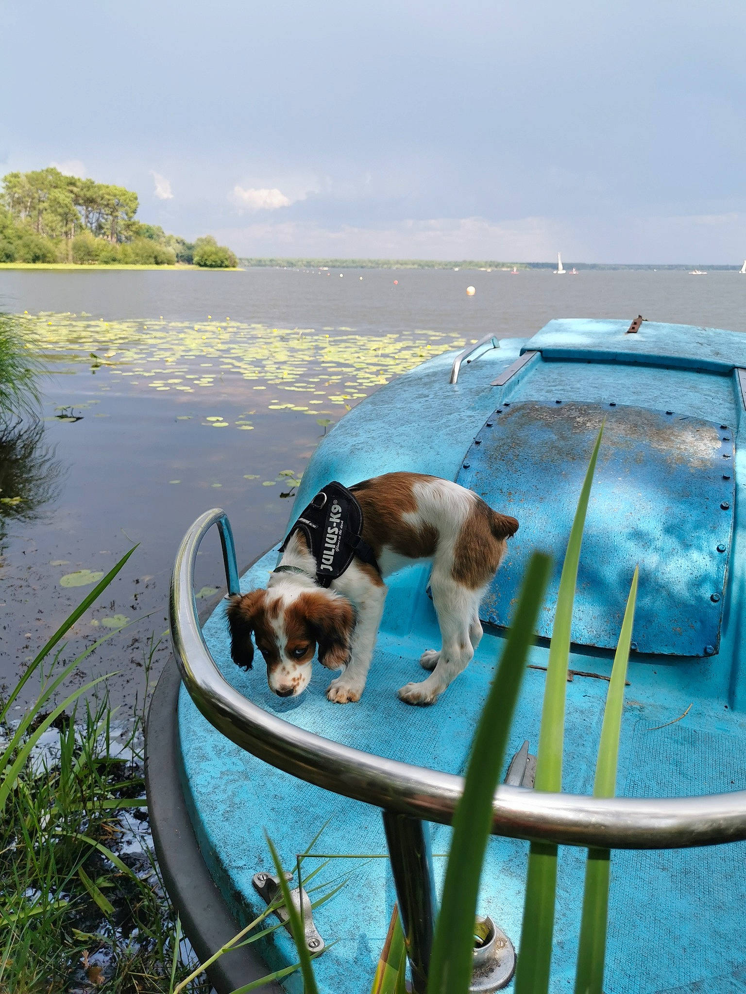 Ukha participe au concours pour gagner de l'argent avec cette photo : boats_and_boating_equipment_and_supplies, carnivore, cloud, companion_dog, dock, dog, dog_breed, fawn, grass, lake, landscape, leisure, outdoor_furniture, plant, recreation, sky, sporting_group, summer, tail, water