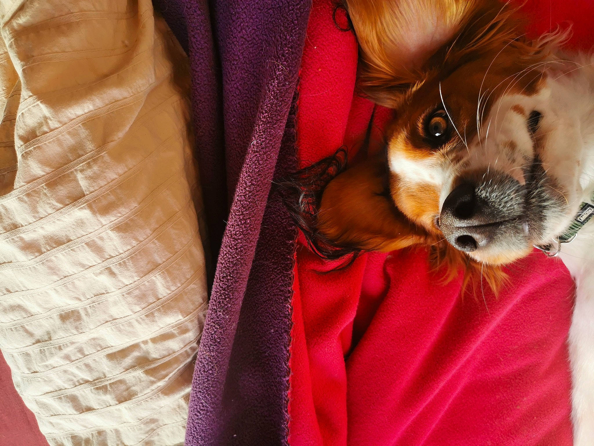 Ukha a rejoint le concours — aidez-le/la à gagner de superbes lots ! carnivore, chihuahua, collar, companion_dog, dog, dog_breed, dog_supply, ear, eyewear, fawn, glasses, orange, sleeve, snout, sunglasses, textile, toy_dog, vision_care, whiskers, working_animal