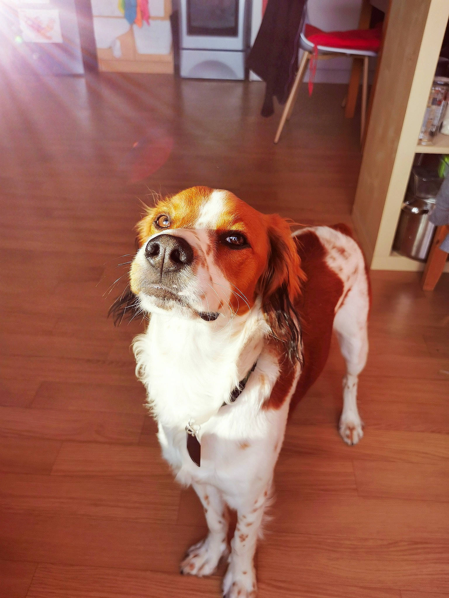 Ukha participe au concours pour gagner de l'argent avec cette photo : carnivore, cavalier_king_charles_spaniel, chair, companion_dog, dog, dog_breed, door, fawn, floor, flooring, hardwood, king_charles_spaniel, liver, sporting_group, tail, toy_dog, varnish, wood, wood_stain, working_animal