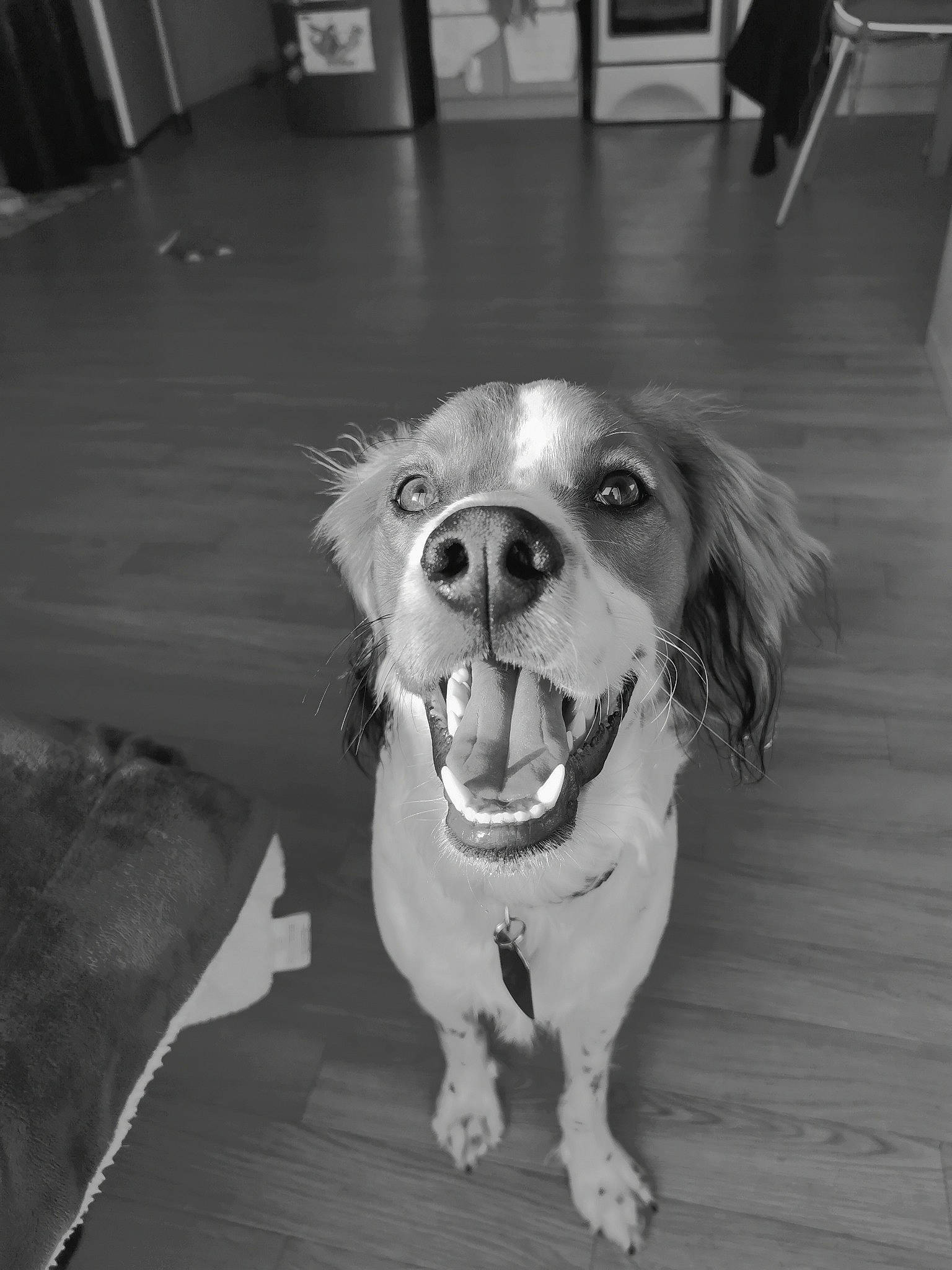 Ukha a rejoint le concours — aidez-le/la à gagner de superbes lots ! carnivore, cocker_spaniel, companion_dog, dog, dog_breed, eye, fang, fawn, floor, flooring, happy, jaw, leash, smile, snout, spaniel, toy_dog, whiskers, wood, working_animal