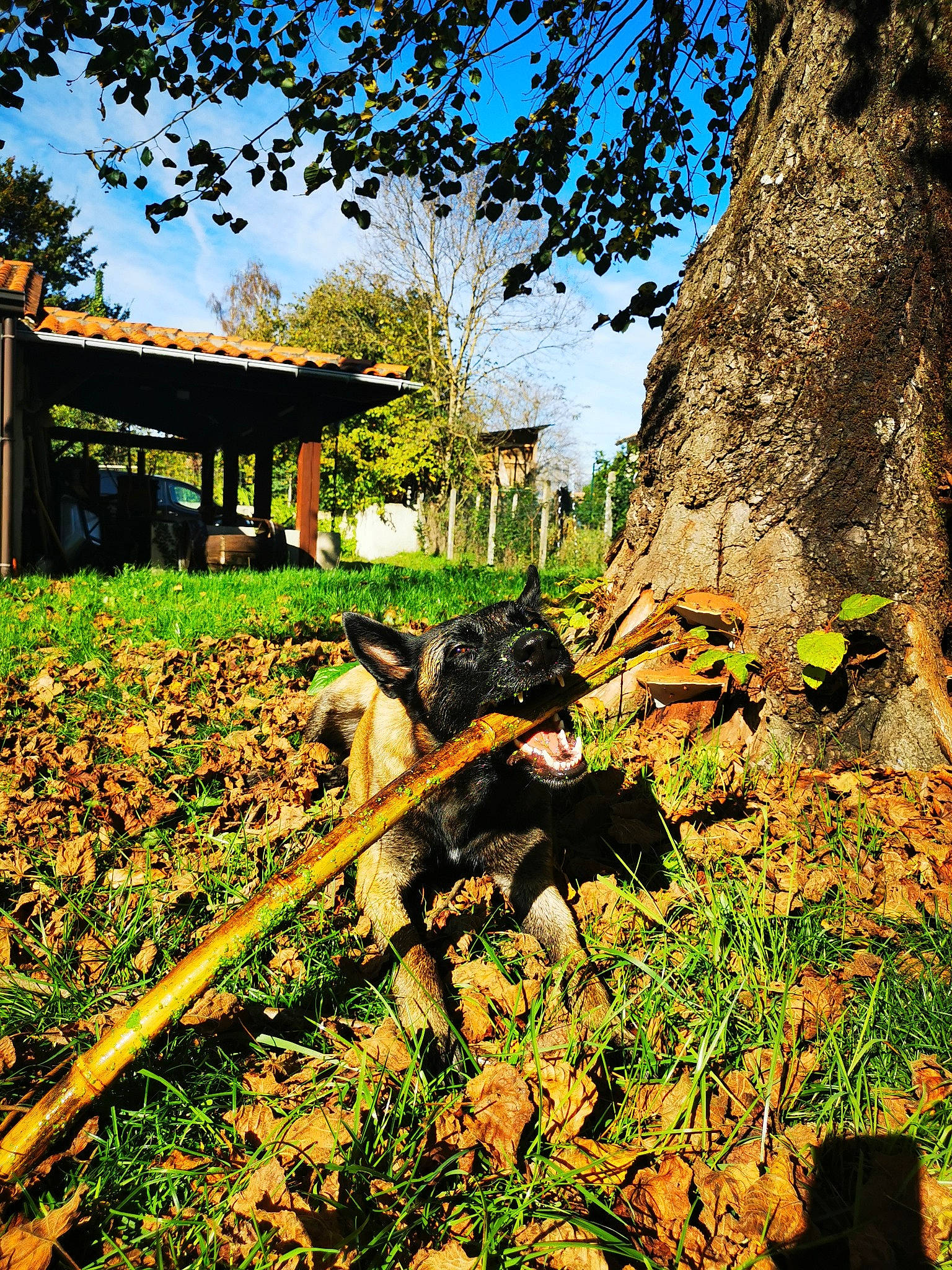 Nell a rejoint le concours — aidez-le/la à gagner de superbes lots ! arecales, biome, building, grass, groundcover, house, landscape, natural_landscape, people_in_nature, plant, shrub, sky, soil, terrestrial_animal, tints_and_shades, tree, trunk, vegetation, wood, woody_plant