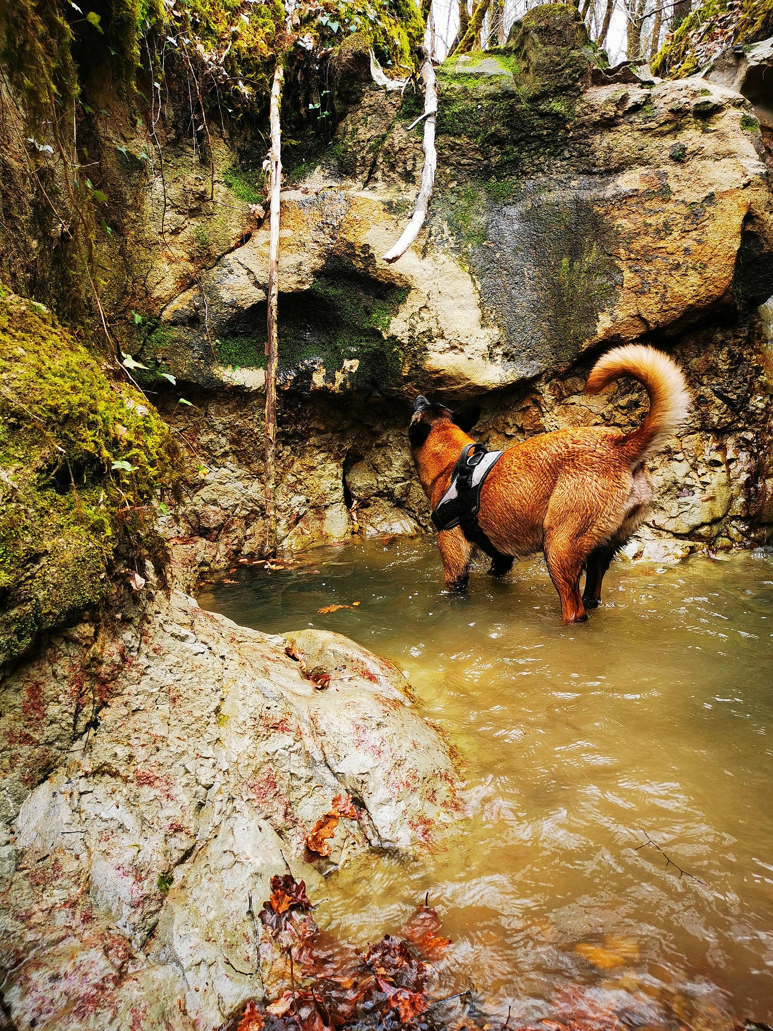 Nell a rejoint le concours — aidez-le/la à gagner de superbes lots ! arroyo, bedrock, fawn, fluvial_landforms_of_streams, forest, formation, jungle, landscape, livestock, natural_landscape, plant, recreation, riparian_zone, stream, terrestrial_animal, tree, vegetation, water, watercourse, working_animal