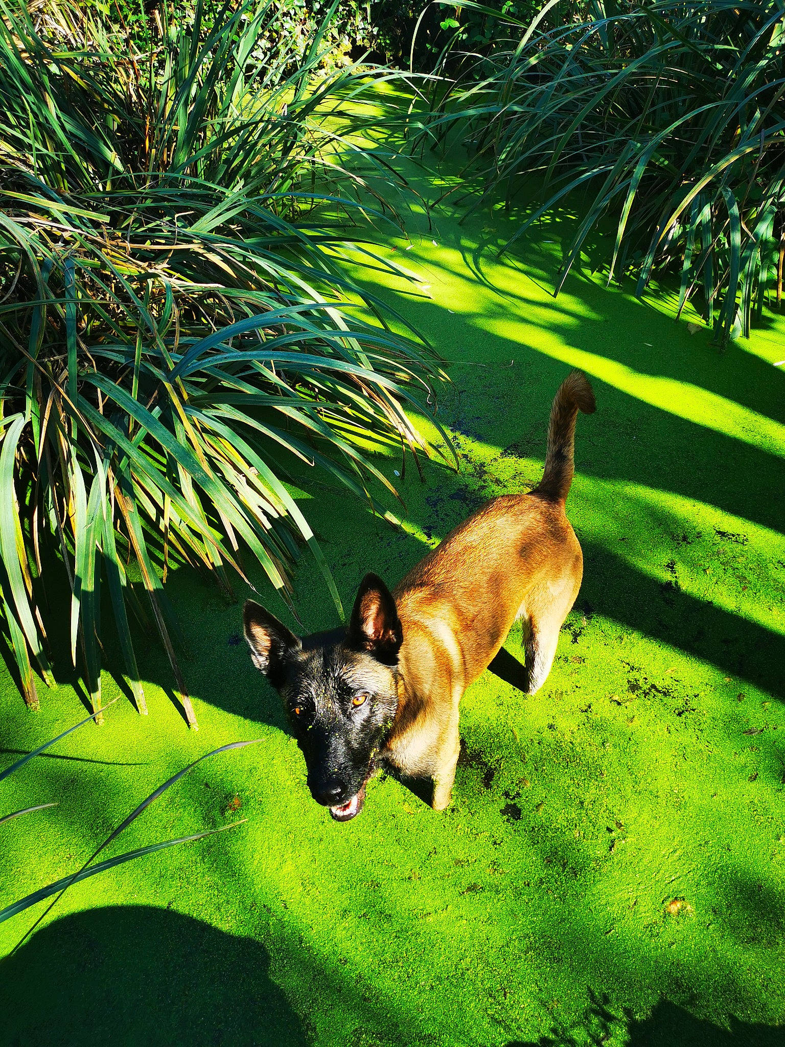 Nell a rejoint le concours — aidez-le/la à gagner de superbes lots ! arecales, botany, canidae, carnivore, companion_dog, dog, dog_breed, fawn, grass, grass_family, grassland, groundcover, landscape, plant, sporting_group, tail, terrestrial_animal, terrestrial_plant, tree, vegetation