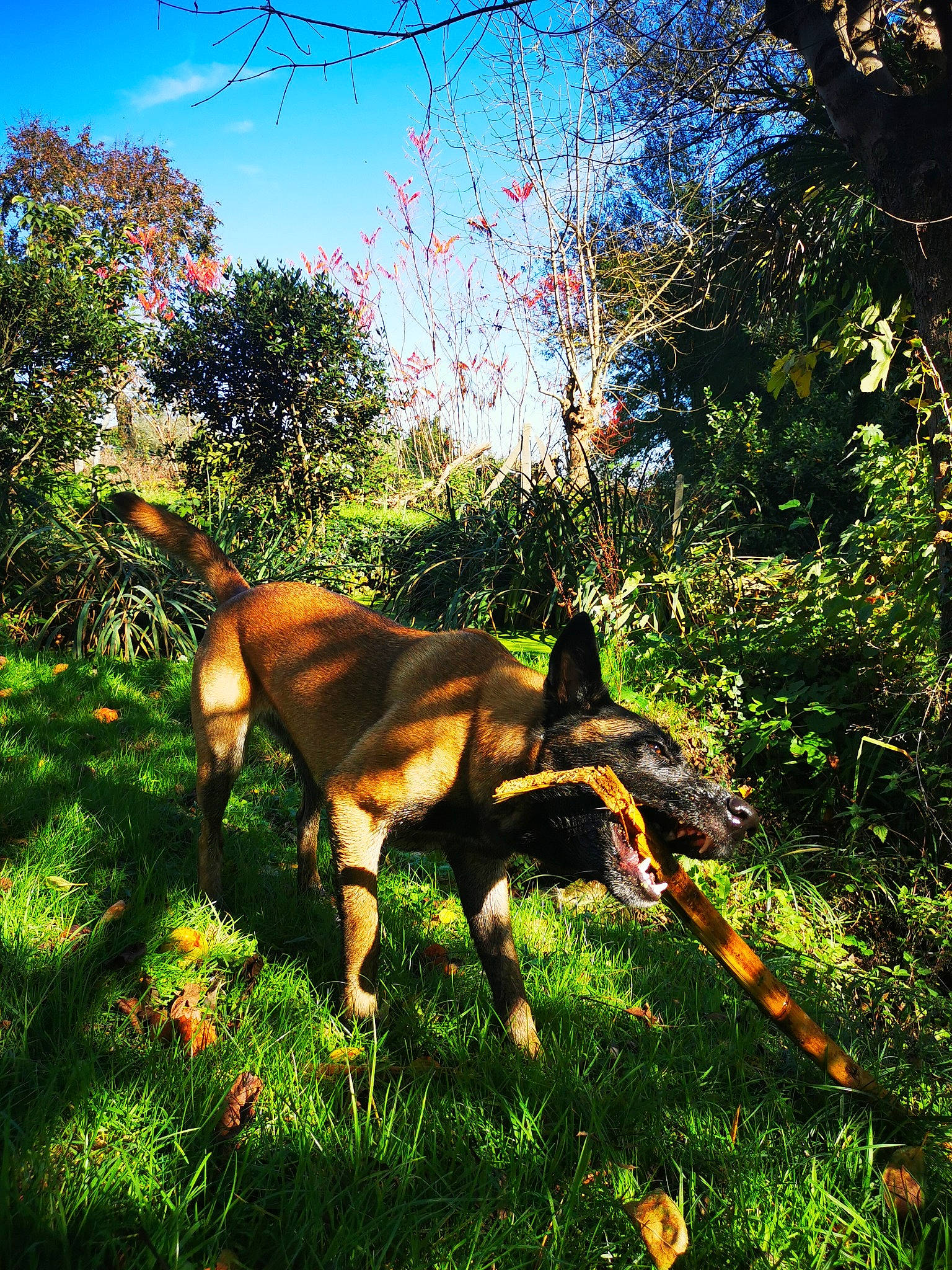 Nell participe au concours pour gagner de l'argent avec cette photo : canidae, carnivore, dog, dog_breed, fawn, forest, grass, grassland, jungle, landscape, meadow, natural_landscape, plant, shrub, sky, sunlight, tail, terrestrial_animal, tints_and_shades, tree