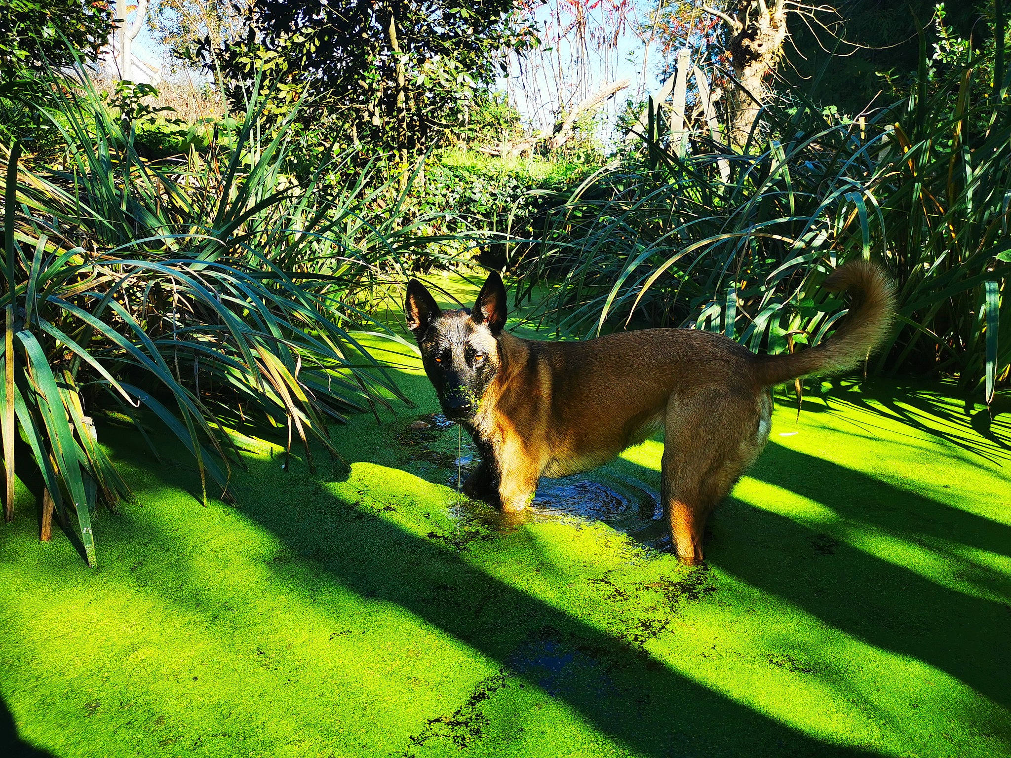Nell participe au concours pour gagner de l'argent avec cette photo : carnivore, companion_dog, dog, dog_breed, fawn, garden, german_shepherd_dog, grass, grassland, landscape, lawn, leisure, old_german_shepherd_dog, plant, shadow, shrub, snout, tail, terrestrial_animal, tree