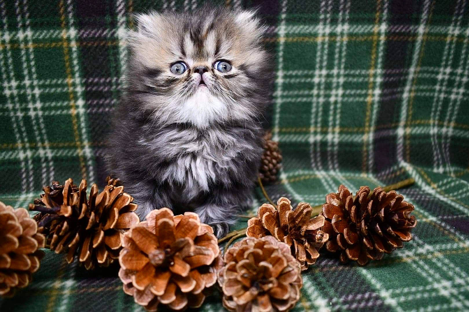 Stella is registered to the contest to win money with this photo: carnivore, cat, conifer, conifer_cone, design, fawn, felidae, kitten, natural_material, pattern, pine, pine_family, plaid, small_to_medium_sized_cats, tartan, textile, thread, whiskers, woven_fabric