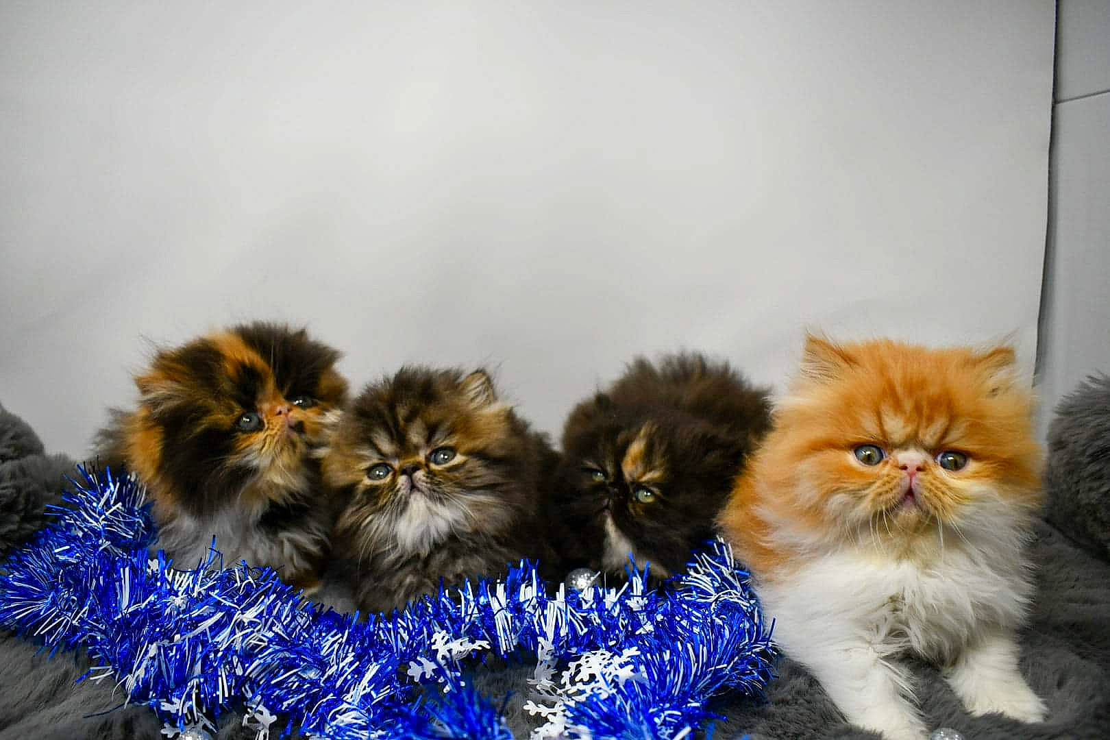 Stella joined the competition — help win amazing prizes! carnivore, cat, domestic_long_haired_cat, fawn, felidae, fur, iris, persian, small_to_medium_sized_cats, terrestrial_animal, whiskers