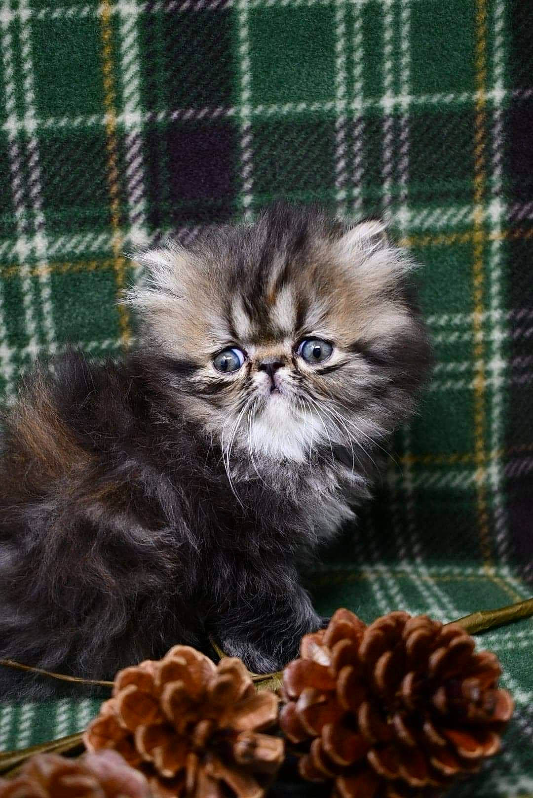 Stella is registered to the contest to win money with this photo: brown, carnivore, cat, design, fawn, felidae, fur, kitten, linens, natural_material, pattern, plaid, small_to_medium_sized_cats, snout, tartan, textile, whiskers, woven_fabric