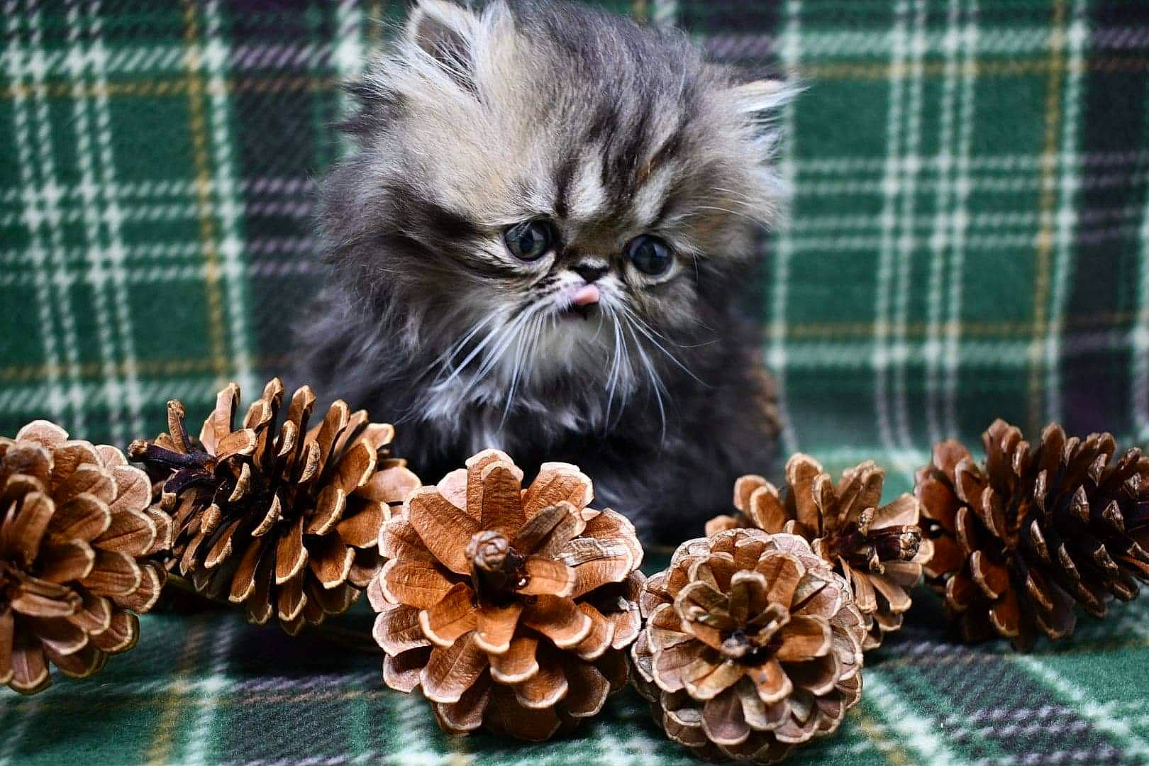 Stella joined the competition — help win amazing prizes! carnivore, cat, conifer, conifer_cone, felidae, fur, kitten, linens, natural_material, pattern, pet_supply, pine, pine_family, plaid, small_to_medium_sized_cats, still_life_photography, tartan, textile, whiskers, woven_fabric