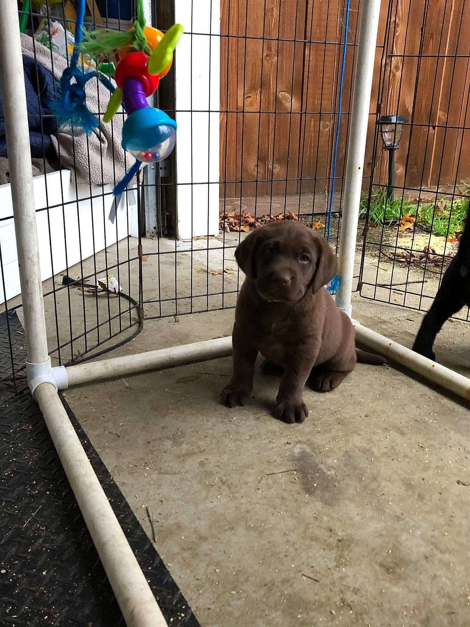 Bosco is registered to the contest to win money with this photo: animal_shelter, baby_toys, cage, canidae, carnivore, companion_dog, dog, dog_breed, dog_crate, dog_supply, fawn, fence, iron, liver, mesh, pet_supply, snout, sporting_group, toy, working_animal