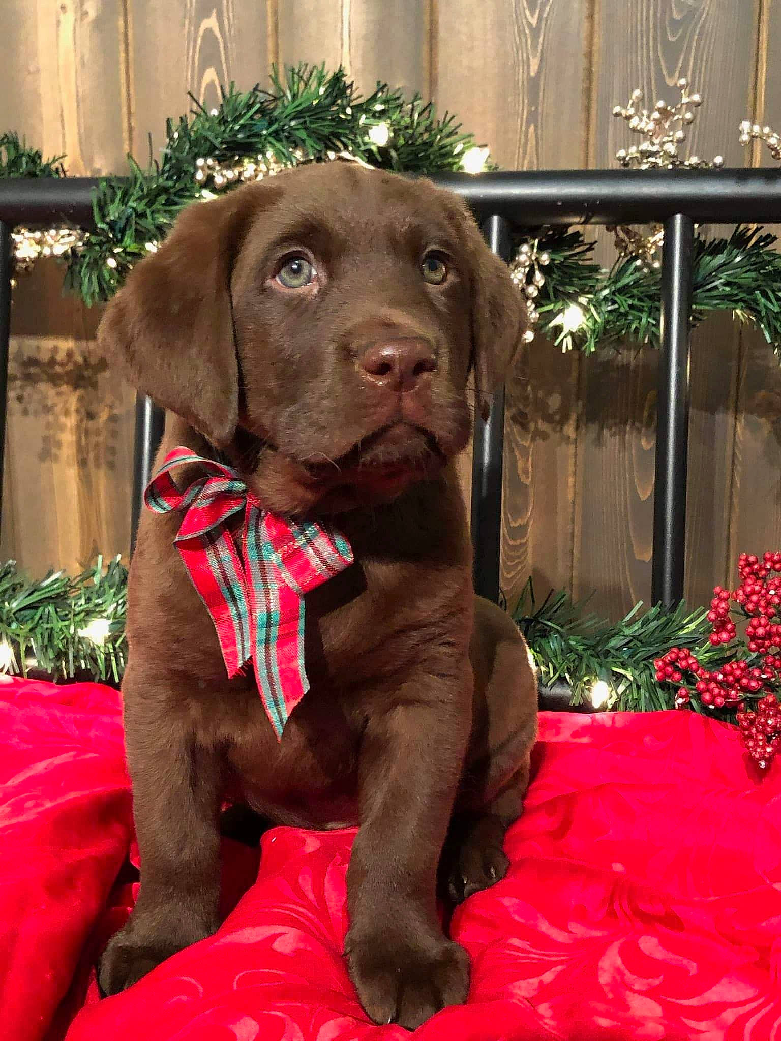 Bosco joined the competition — help win amazing prizes! canidae, carnivore, collar, companion_dog, dog, dog_breed, dog_collar, dog_supply, gun_dog, liver, pet_supply, pointing_breed, snout, sporting_group, working_animal, working_dog