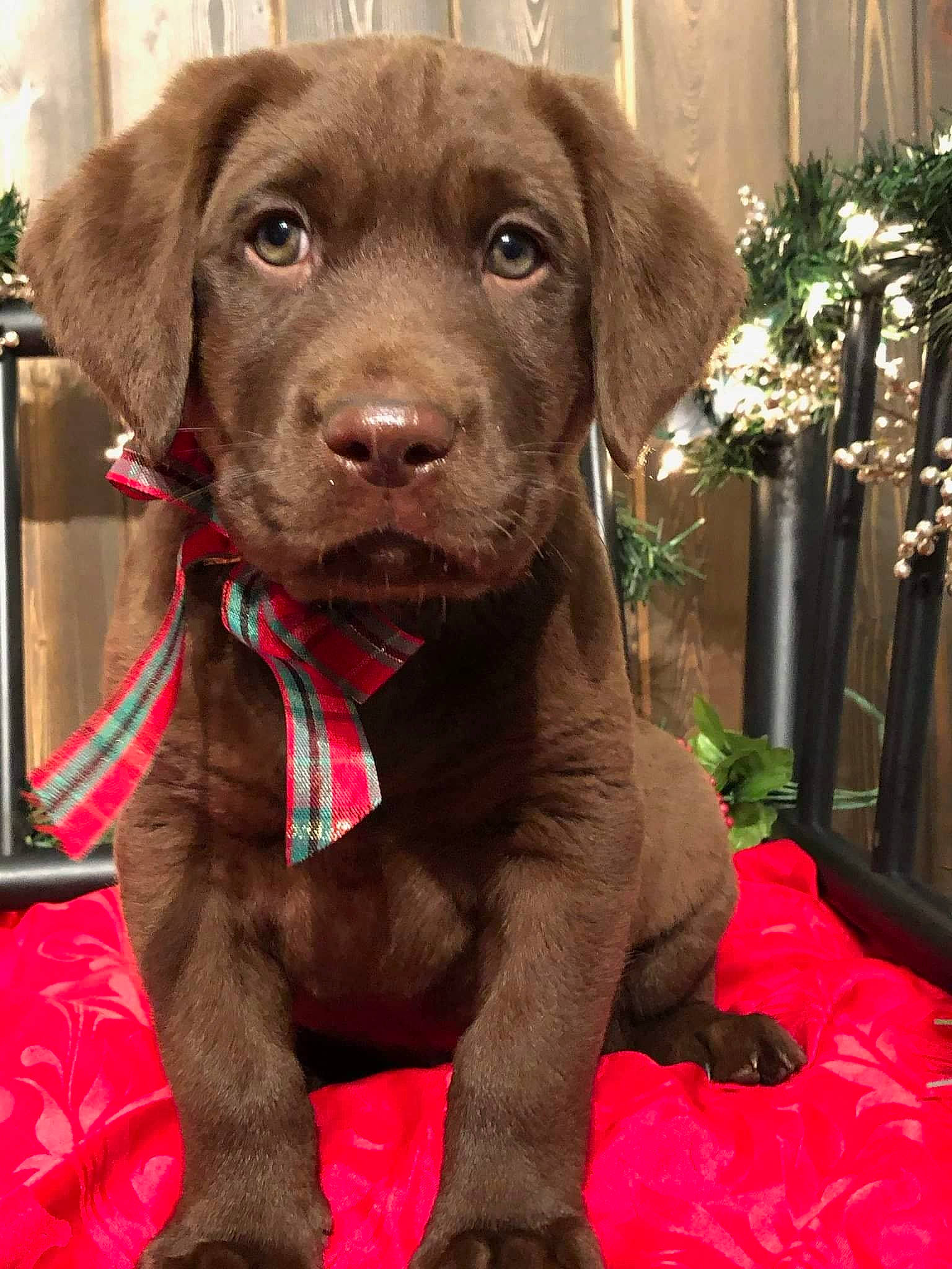 Bosco is registered to the contest to win money with this photo: brown, canidae, carnivore, collar, companion_dog, dog, dog_breed, dog_collar, dog_supply, fawn, gun_dog, liver, pet_supply, pointing_breed, snout, sporting_group, whiskers, working_animal, working_dog