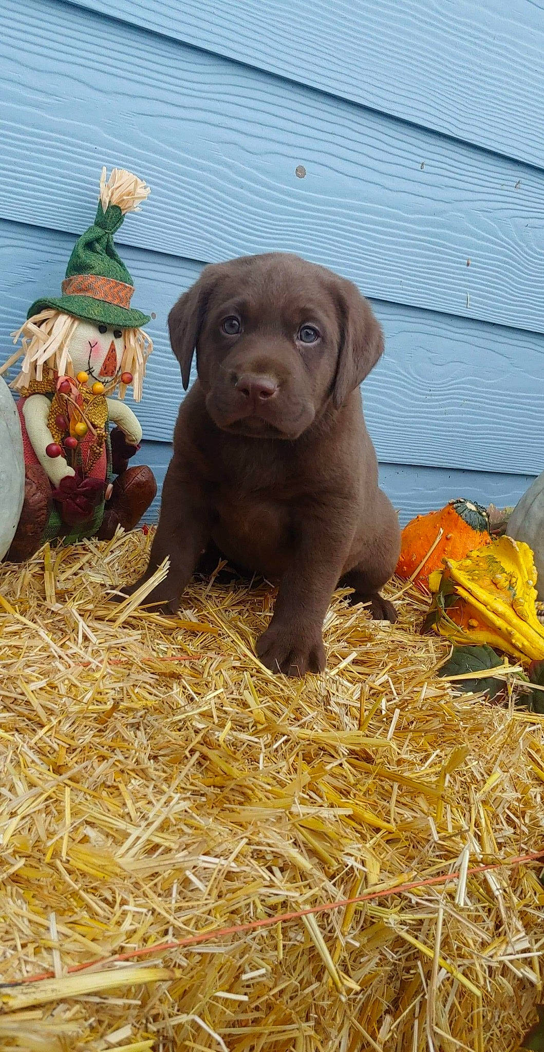 Bosco joined the competition — help win amazing prizes! blue_lacy, canidae, carnivore, companion_dog, dog, dog_breed, gun_dog, hay, liver, puppy, sporting_group, straw, sun_hat, weimaraner, working_animal, working_dog