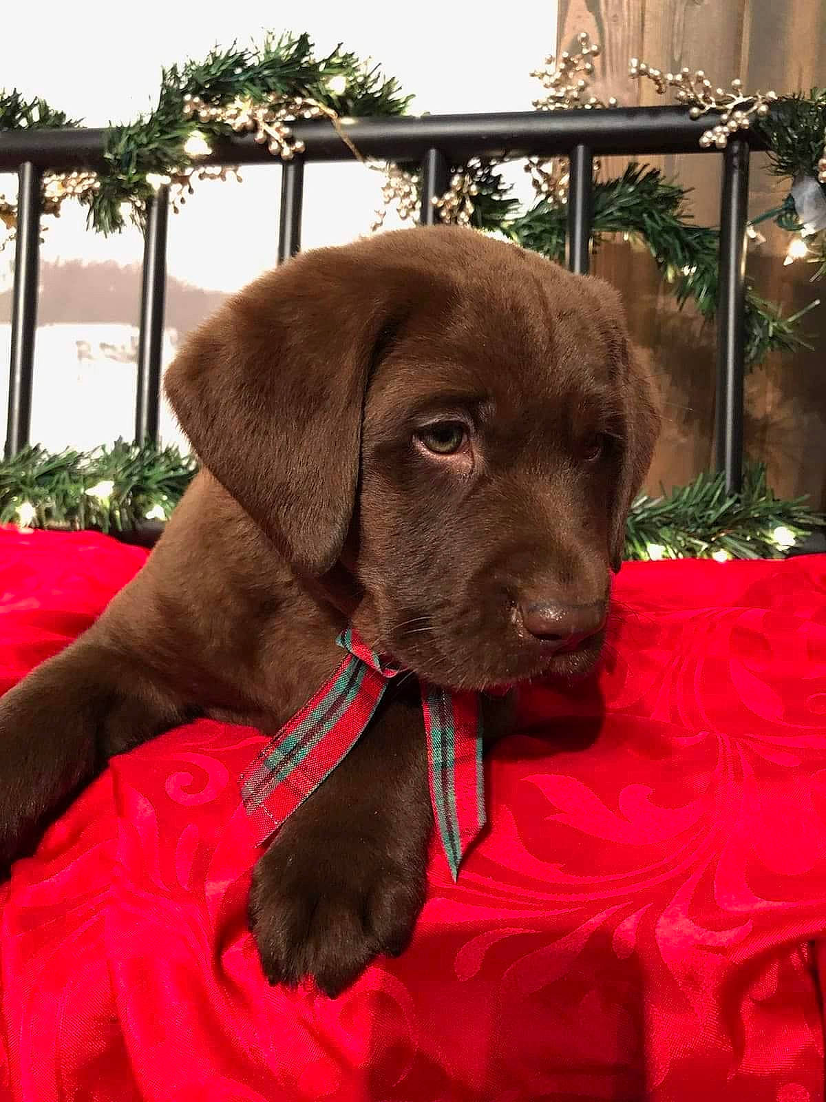 Bosco is registered to the contest to win money with this photo: canidae, carnivore, collar, companion_dog, dog, dog_breed, dog_collar, dog_supply, fence, gun_dog, liver, pet_supply, pointing_breed, snout, sporting_group, working_animal, working_dog