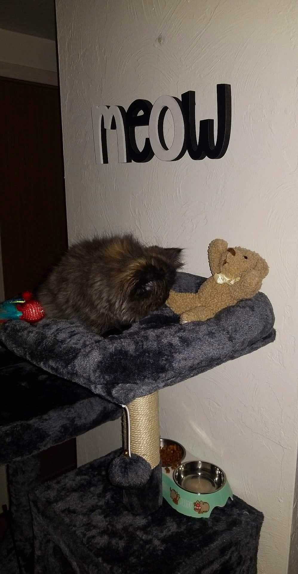 Gracie Mae is registered to the contest to win money with this photo: carnivore, cat, cat_supply, felidae, pet_supply, small_to_medium_sized_cats, teddy_bear, vertebrate, whiskers