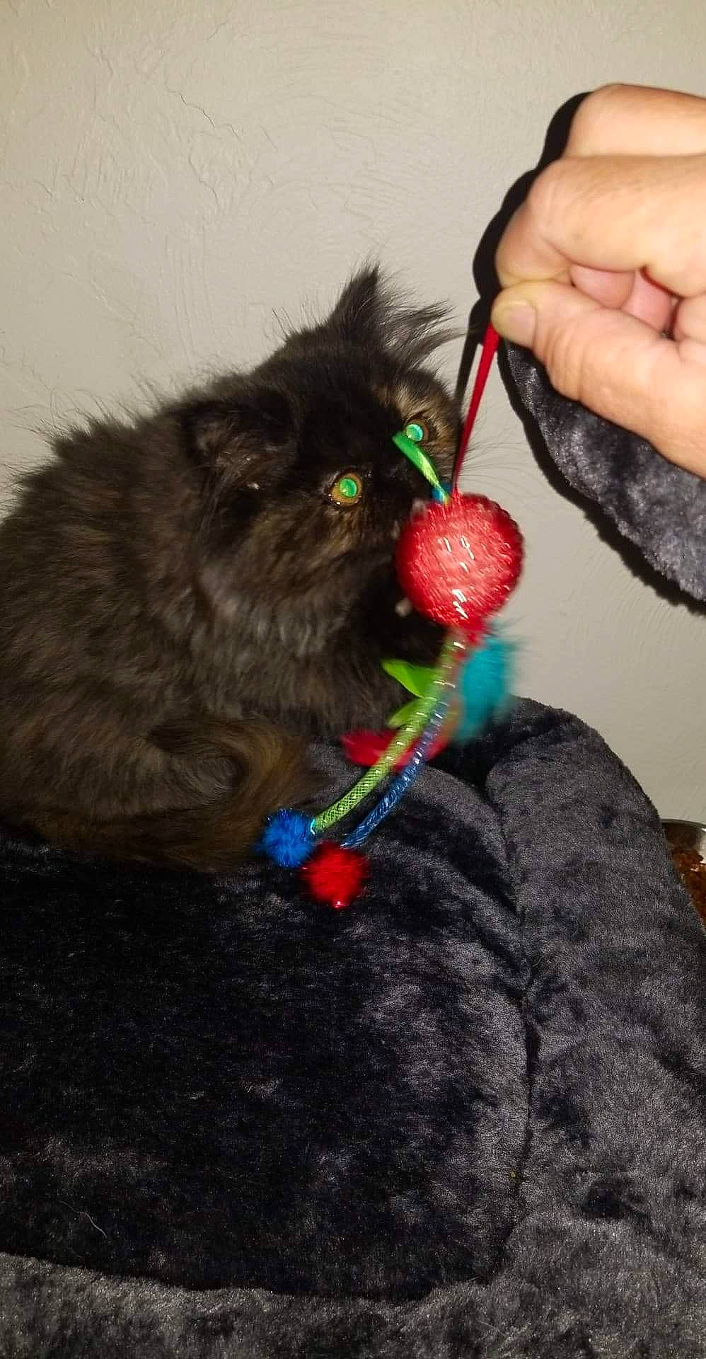 Gracie Mae joined the competition — help win amazing prizes! berry, black_cat, carnivore, cat, cat_toy, collar, coquelicot, felidae, fruit, fur, nail, pet_supply, produce, small_to_medium_sized_cats, soapberry_family, strawberries, strawberry, thumb, whiskers, wool