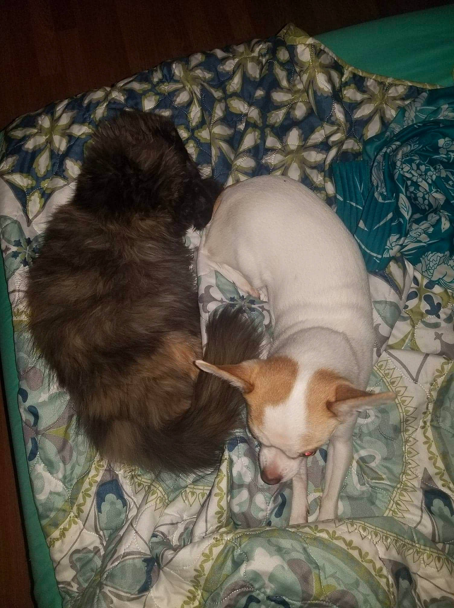 Gracie Mae joined the competition — help win amazing prizes! canidae, carnivore, dog, dog_breed, fawn, home_accessories, linens, liver, mammal, nap, sleep, snout, tail