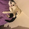 Kikaroo is registered to the contest to win money with this photo: animal, black_spots, cat, cozy, curious, cute, domestic_cat, floor, fur, indoor, looking_up, lying_down, paws, pet, playful, purple_blanket, relaxed, small, whiskers, white_cat