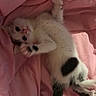 Kikaroo is registered to the contest to win money with this photo: animal, cat, cozy, curious, cute, feline, fur, indoor, kitten, lying_down, paws, pet, pink_blanket, playful, resting, sleepy, small, soft_texture, whiskers, young