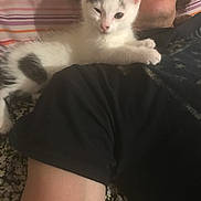 Kikaroo joined the competition — help win amazing prizes! animal, bed, black_shirt, cat, close_up, cozy, cute, fur, human, indoor, kitten, lying_down, person, pet, pillow, relaxed, resting, striped_pillow, winking, young_cat