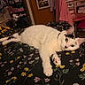 bed, black_spots, blanket, cat, chair, cozy, curious, decor, domestic_animal, door, feline, floral_bedspread, furniture, indoor, lying_down, pet, relaxed, room, shelf, white_cat
