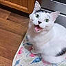 appliance, black_markings, cabinet, cat, cute, domestic, floral_rug, fur, green_eyes, happy, indoor, kitchen_floor, looking_up, open_mouth, pet, playful, sitting, whiskers, white_cat, wood_floor