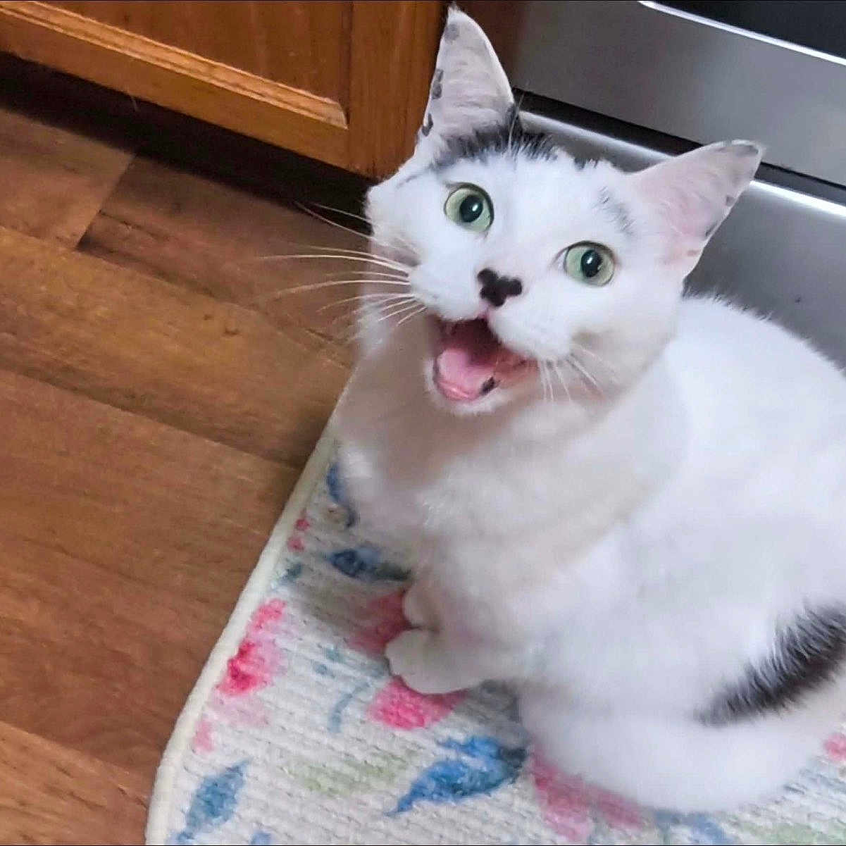 Kikaroo is registered to the contest to win money with this photo: appliance, black_markings, cabinet, cat, cute, domestic, floral_rug, fur, green_eyes, happy, indoor, kitchen_floor, looking_up, open_mouth, pet, playful, sitting, whiskers, white_cat, wood_floor