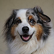 Natsu participe au concours pour gagner de l'argent avec cette photo : dog, smiling, fluffy, fur, tri_color, portrait, close_up, pet, animal, friendly, happy, canine, ears, nose, mouth, teeth, brown_eyes, white_fur, black_fur, tan_fur