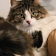 Ukyo a rejoint le concours — aidez-le/la à gagner de superbes lots ! cat, tabby_cat, white_fur, green_eyes, fluffy, whiskers, close_up, indoor, pet, animal, feline, soft_fur, relaxed, alert, portrait, cute, domestic_cat, mammal, resting, focus