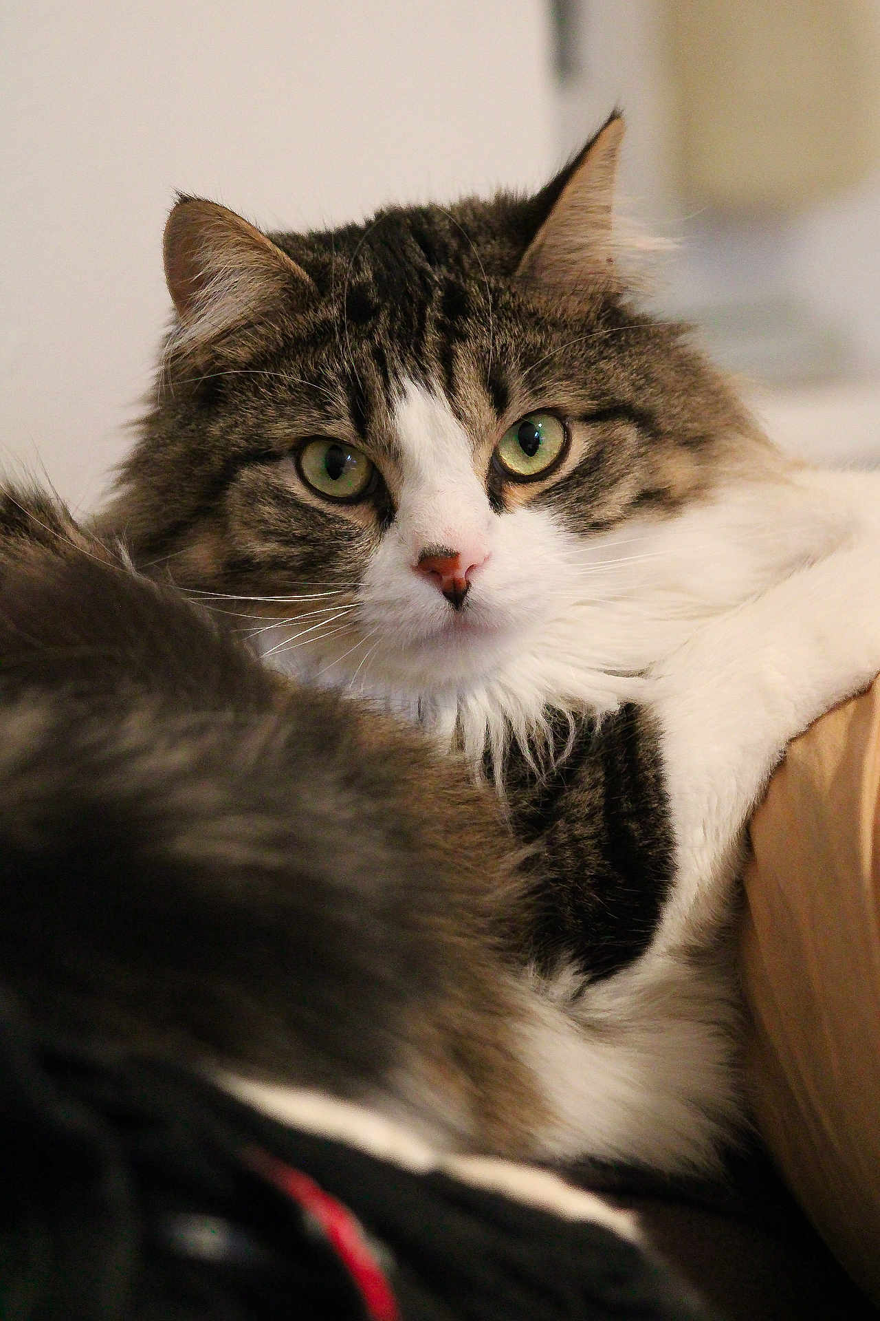 Ukyo a rejoint le concours — aidez-le/la à gagner de superbes lots ! cat, tabby_cat, white_fur, green_eyes, fluffy, whiskers, close_up, indoor, pet, animal, feline, soft_fur, relaxed, alert, portrait, cute, domestic_cat, mammal, resting, focus