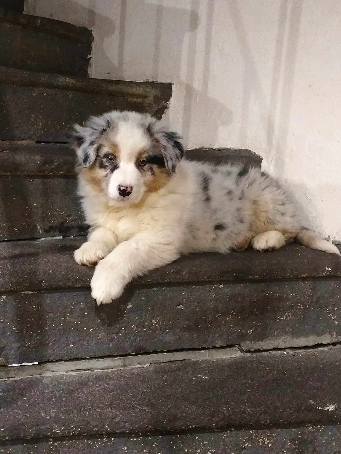 Alba participe au concours pour gagner de l'argent avec cette photo : dog, puppy, australian_shepherd, stairs, concrete, indoor, pet, fluffy, fur, paw, lying_down, portrait, cute, adorable, white, grey, speckled, wall, shadow, nose