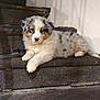 dog, puppy, australian_shepherd, stairs, concrete, indoor, pet, fluffy, fur, paw, lying_down, portrait, cute, adorable, white, grey, speckled, wall, shadow, nose