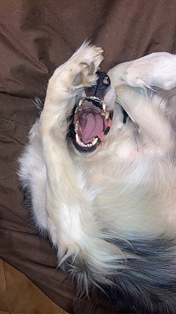 Blue a rejoint le concours — aidez-le/la à gagner de superbes lots ! canidae, carnivore, collar, companion_dog, dog_breed, fang, felidae, fur, jaw, paw, roar, shout, small_to_medium_sized_cats, snout, sporting_group, tail, tongue, tooth, whiskers, yawn