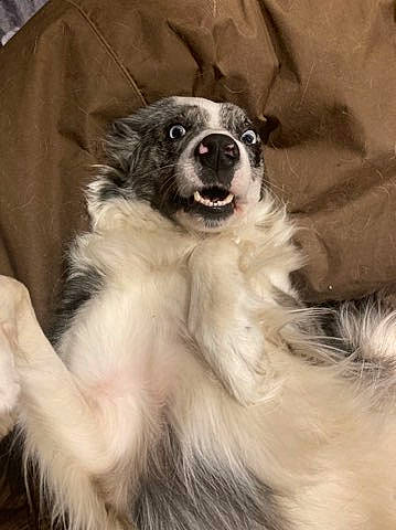 Blue a rejoint le concours — aidez-le/la à gagner de superbes lots ! australian_shepherd, border_collie, carnivore, companion_dog, dog, dog_breed, fur, herding_dog, whiskers, working_animal, working_dog