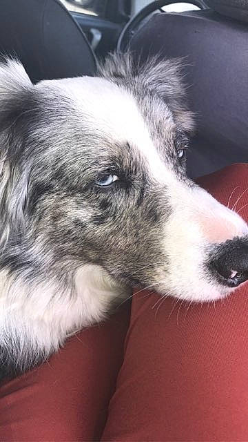 Blue participe au concours pour gagner de l'argent avec cette photo : australian_collie, canidae, carnivore, companion_dog, dog, dog_breed, fur, herding_dog, puppy, snout, sporting_group, street_dog, terrestrial_animal, texas_heeler, whiskers, working_animal, working_dog