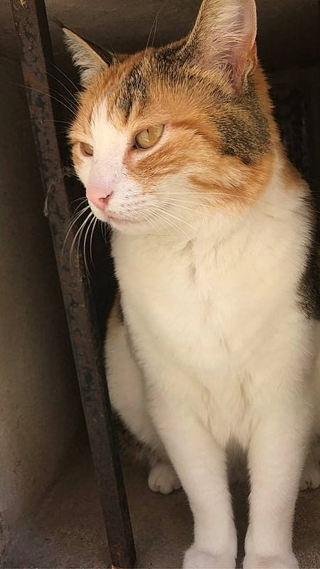 Chipie a rejoint le concours — aidez-le/la à gagner de superbes lots ! carnivore, cat, domestic_short_haired_cat, door, fawn, felidae, fur, paw, small_to_medium_sized_cats, snout, tail, terrestrial_animal, whiskers, window, wood