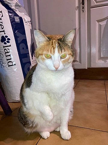 Chipie a rejoint le concours — aidez-le/la à gagner de superbes lots ! art, carnivore, cat, domestic_short_haired_cat, door, fawn, felidae, fixture, flooring, foot, fur, hardwood, paw, sitting, small_to_medium_sized_cats, tail, terrestrial_animal, whiskers, window, wood