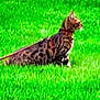 cat, grass, outdoor, animal, pet, feline, sitting, spotted, nature, green, fur, collar, side_view, domestic_animal, leash, mammal, wild_pattern, alert, daytime, background