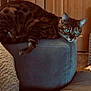 cat, animal, indoor, furniture, couch, blue, armrest, relaxing, eyes, spotted, pet, wooden_door, cozy, mammal, domestic_animal, resting, side_view, whiskers, fur, curious